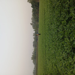 আবদুল্লাহ আল মামুন